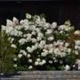Hydrangea Paniculata – Vanilla Strawberry – #2 Container